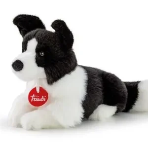 Border Collie Scott S Wyjątkowa oferta