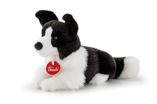 Border Collie Scott S Wyjątkowa oferta